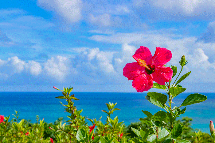 沖縄の空と海とハイビスカス